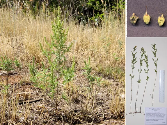 What’s Blooming Along Golden’s Trails? Western Ragweed!