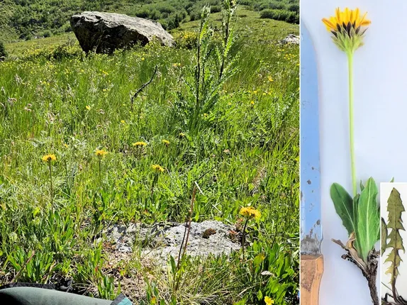 What’s Blooming in the High Country? Dandelions!