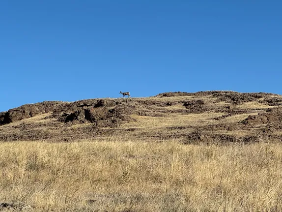 Deer on Lichen Peak