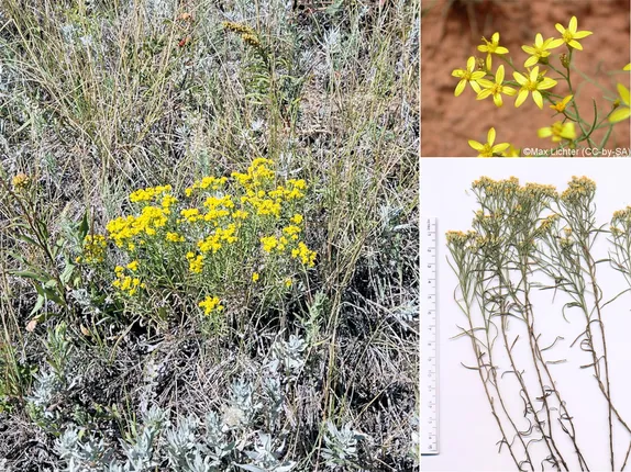 What’s Blooming Along Golden’s Trails?  Broom Snakeweed!