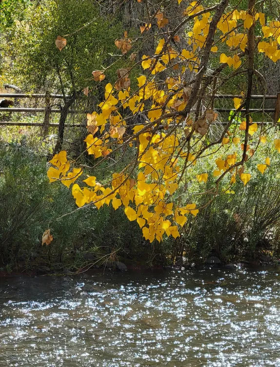 Gold on the Creek