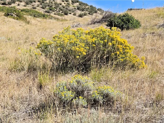 What’s Blooming Along Golden’s Trails?  Goldy-locks!