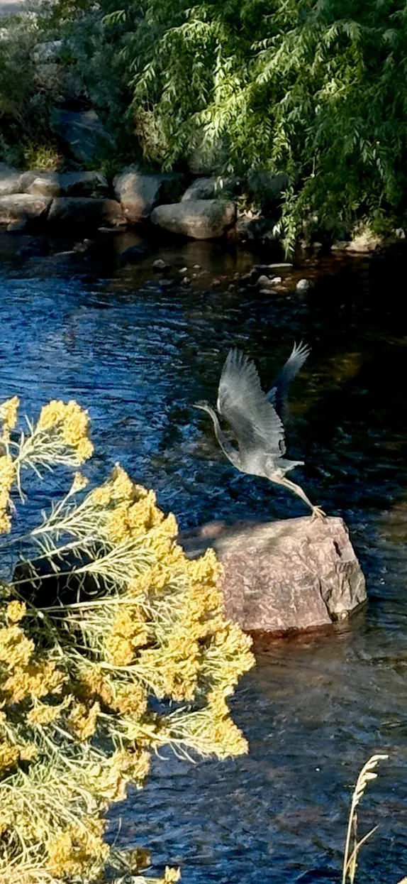 Crane Rising on Clear Creek