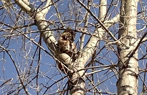 Golden Wildlife: Bobcats