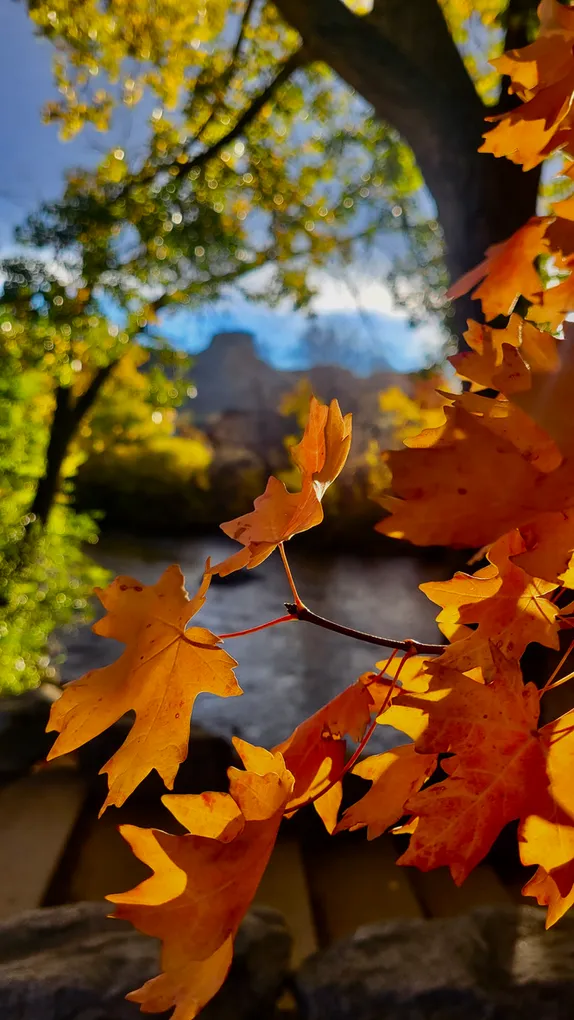 A Splash of Orange