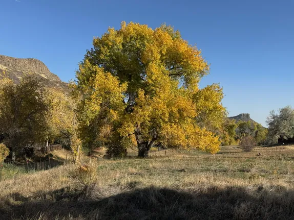 Autumn on Tucker Gulch