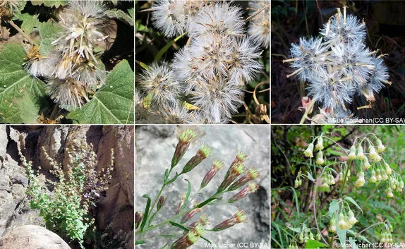 What’s in Seed Along Golden’s Trails? Brickellia!