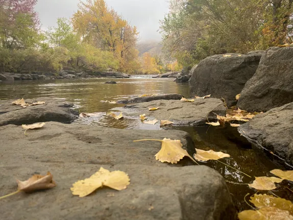 Autumn Leaves in the Creek Puzzle