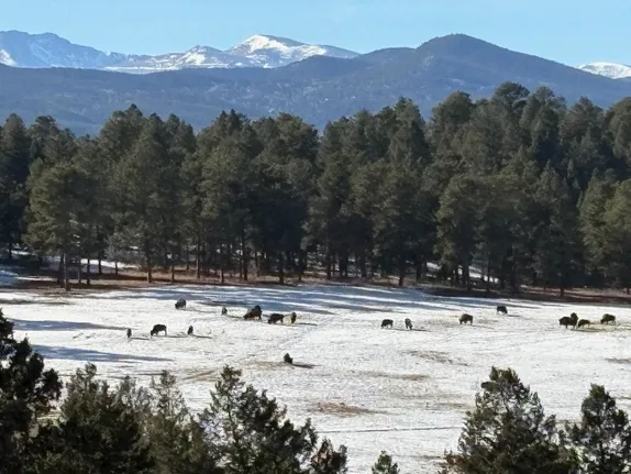 Buffalo Overlook