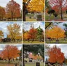 9 photos showing trees with yellow and orange fall foliage - gravestones below