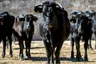 5 black bulls--some with horns--all facing the camera